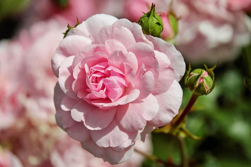 Enchanted Rose Garden